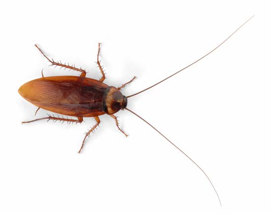 Existe visita mais inadequada que as baratas? Esses inquilinos malquistos geralmente aparecem quando a temperatura aumenta e adoram locais escuros, úmidos e quentes. Confira algumas dicas para evitar a presença deles no seu lar: