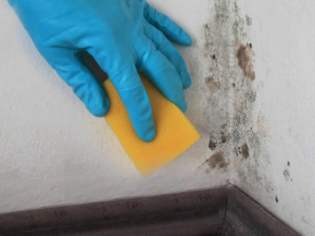 Mofo em paredes não prejudica somente a estrutura da casa, mas a sua saúde, afinal ele causa de milhares de problemas respiratórios.